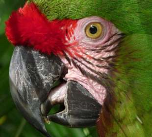 Auge-in-Auge mit einem wunderschönen Papagei