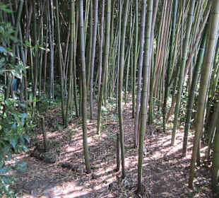 Garten und Villa Garzoni in Collodi