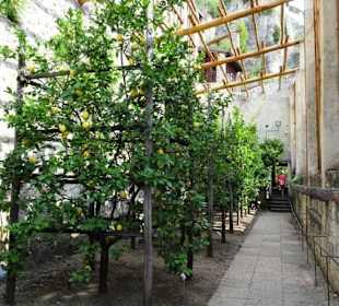 Rundgang durch das Zitronengewächshaus