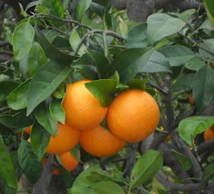 Orangen aus Sóller für unseren frisch Gepressten