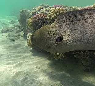 Schnorcheln Marsa Alam