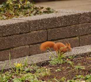 Anlage Planten un Blomen