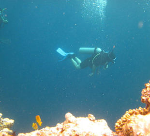 Viele Taucher mit und ohne Flaschen.