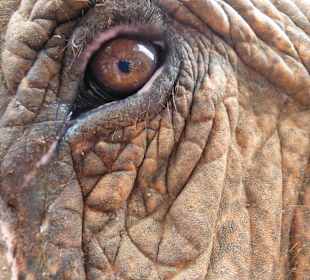 Eye of the elephant