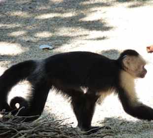 Cahuita Nationalpark