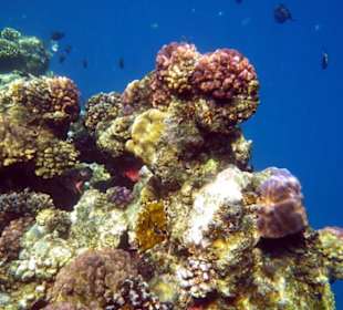 Klasse Riff auf beiden Seiten 