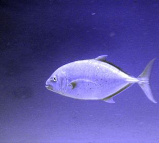 Nurkowanie w Sharm el Sheikh - podwodne życie