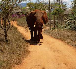 Der Bursche war nicht mehr lustig
