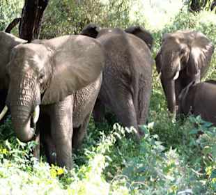 Geführte Touren Karibu Tansania Safaris