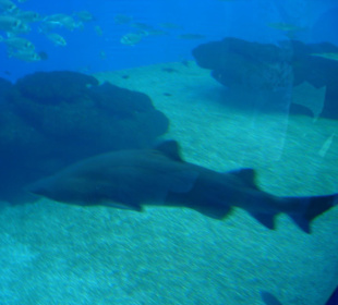Haie im großen Becken