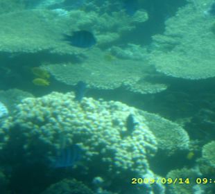 Unterwasserwelt mit dem Glasboot