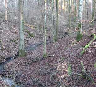Wanderung rund um den Ochsenweiher
