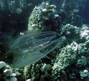 Diving Flamenco
