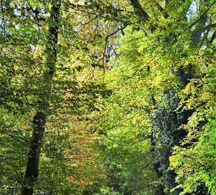 Herbststimmung am Stadtwall Wildeshausen