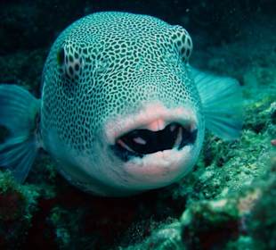 Tauchen bei Racha Island