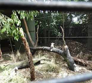 Stadtrundgang Sydney