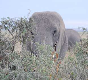 Elefant im Amboseli