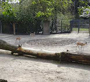 Wilhelma Stuttgart