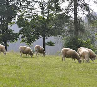 Wandern Schmallenberg