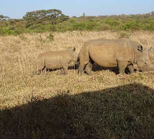 Nashörner im Nairobi National Park