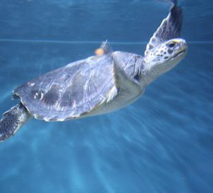Monterey Bay Aquarium 
