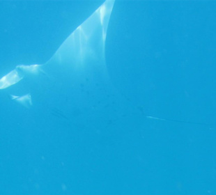 Manta