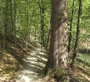 Wanderweg Hochgehwachsen