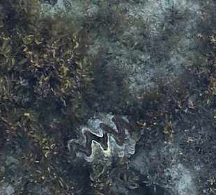 Schnorcheln Hausriff Tulip Resort Marsa Alam 