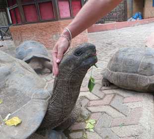Die Schildkröten auf Prison Island