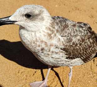 Praia de Nossa Senhora da Rocha