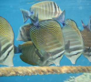 Hausriff Iberotel Lamaya