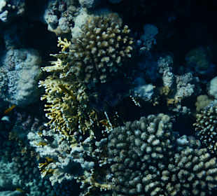 Schnorcheln Makadi Bay