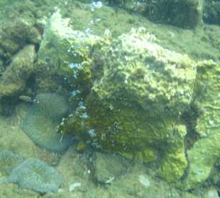 Gasbläschen Champagner-Riff / Dominca