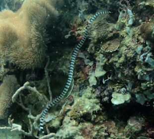 Schnorcheln Siquijor