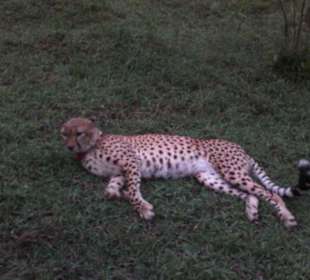 Gepard