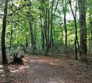 Eindrücke aus dem Neuenburger Urwald