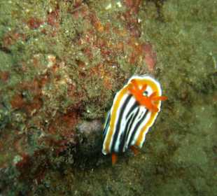 Pyjama-Nacktschnecke