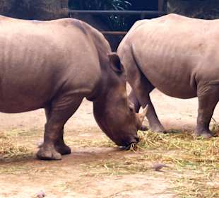 Singapur Zoo