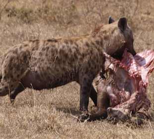 Sieht besser aus als es roch