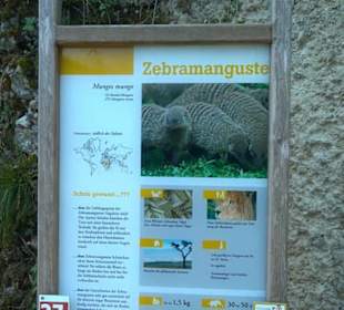 Südamerika Bereich - Zebramanguste