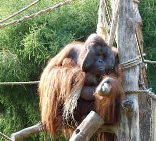 Bassir ruht sich aus