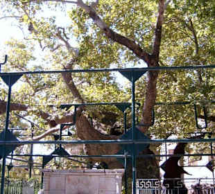 Baum des Hippokrates