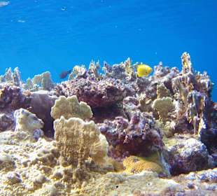 Schnorcheln Dahab