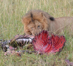 Löwe mit Hunger in der Masei Mara