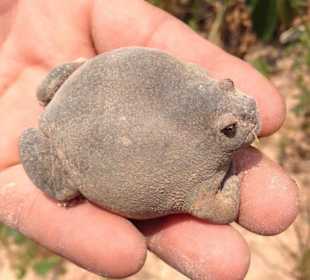 Frosch den man Essen kann in Thailand