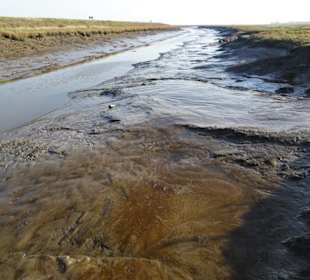 Rundgang durch den Langwarder Groden