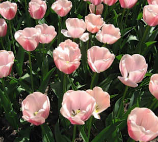 Rosa ist auch schön