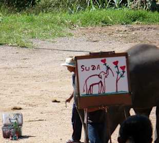 Maetang Elephant Park