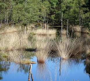 Aufgelassener Torfstich im Pietzmoor