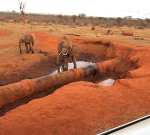 Elefanten am Wasserloch